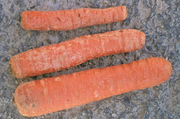 Blanchissement des carottes lié à une désquamation du périderme